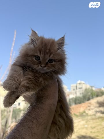 תמונת מודעה - חיות מחמד