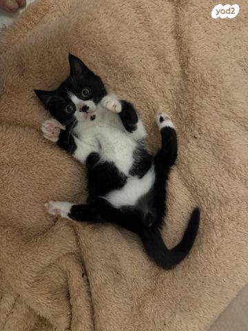 תמונת מודעה - חיות מחמד