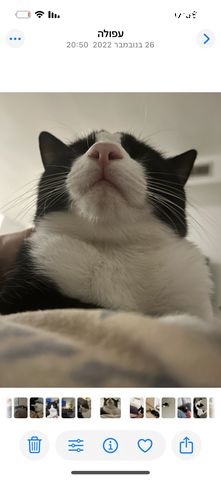 תמונת מודעה - חיות מחמד