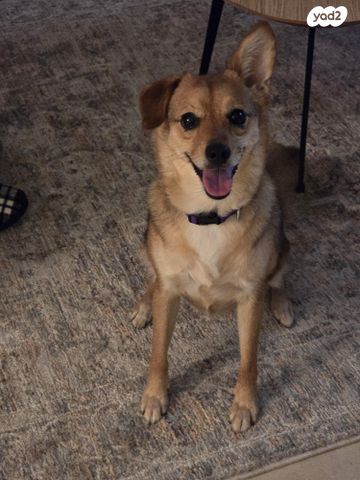 תמונת מודעה - חיות מחמד