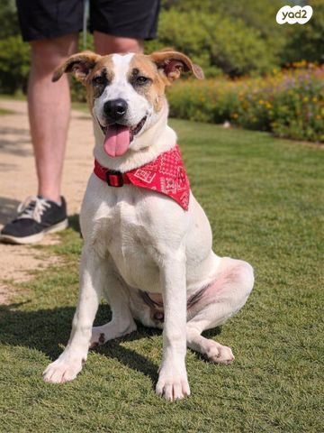 תמונת מודעה - חיות מחמד