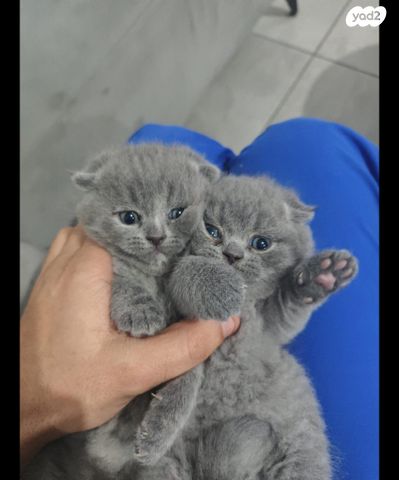 תמונת מודעה - חיות מחמד