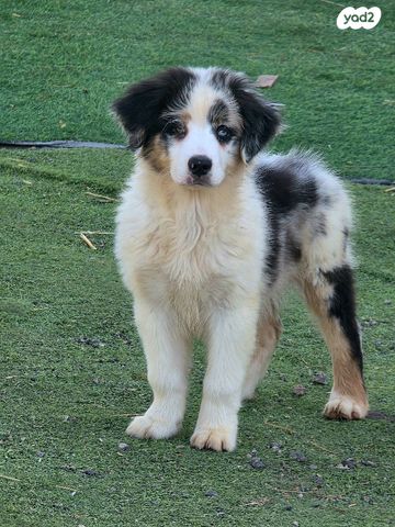 תמונת מודעה - חיות מחמד