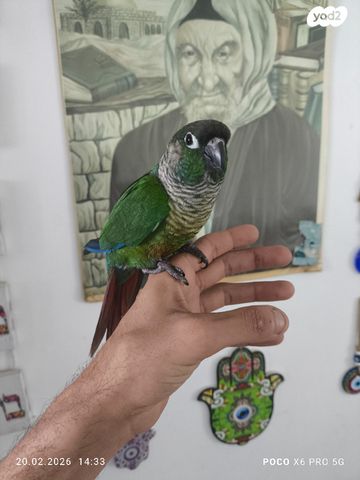 תמונת מודעה - חיות מחמד