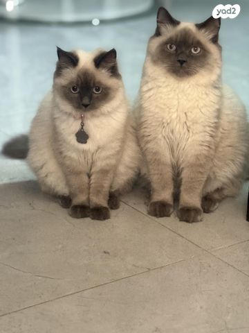 תמונת מודעה - חיות מחמד