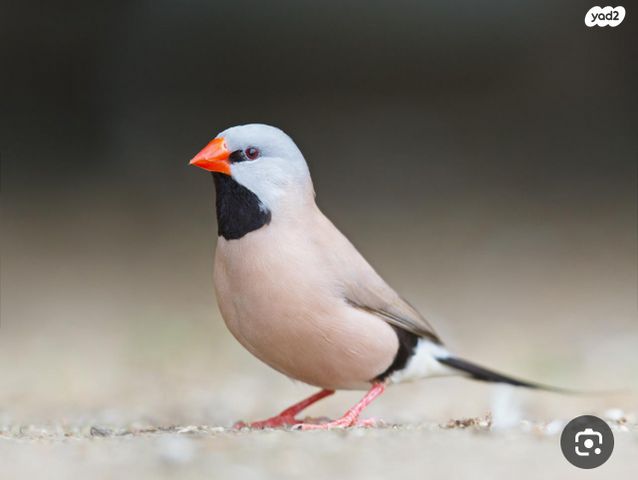 תמונת מודעה - חיות מחמד
