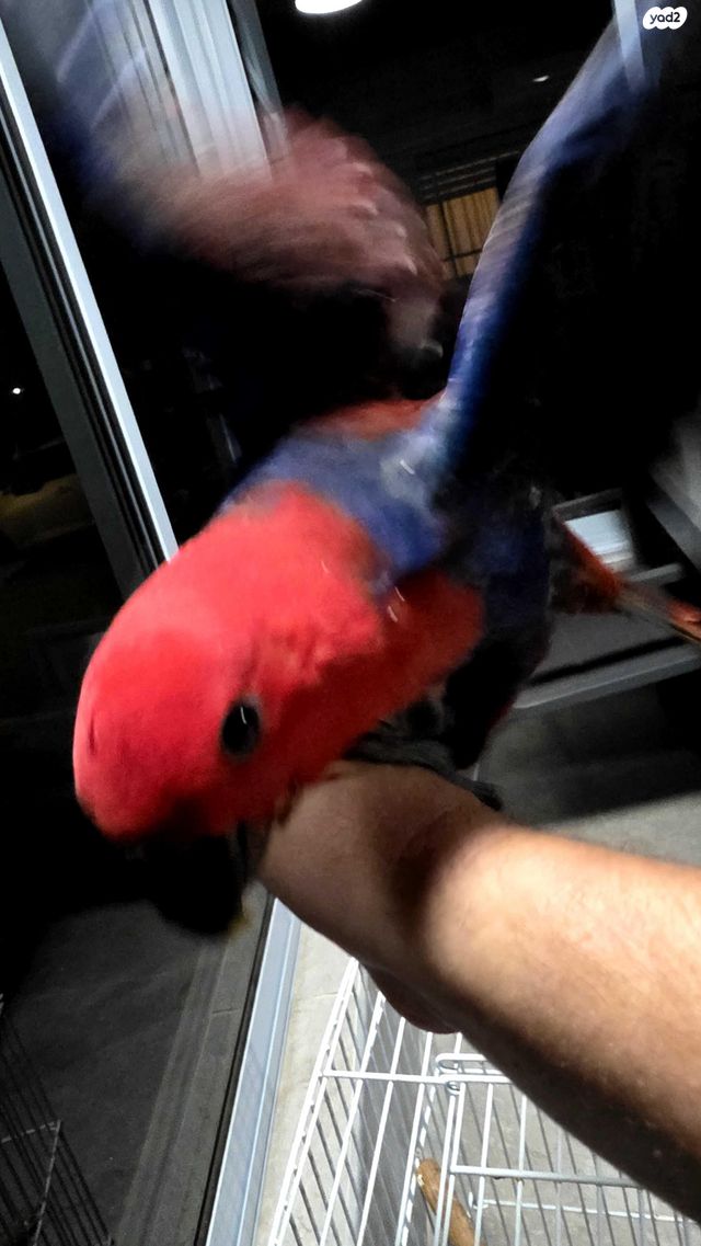 תוכי אקלקטוס