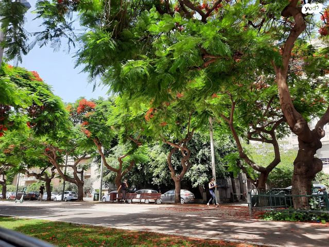 דירה, תל אביב יפו