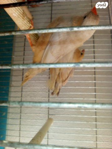 תמונת מודעה - חיות מחמד