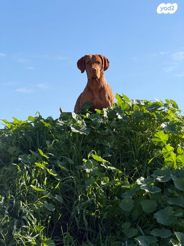 תמונת מודעה - חיות מחמד