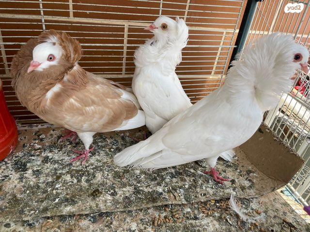 תמונת מודעה - חיות מחמד