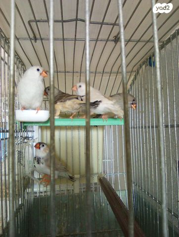 תמונת מודעה - חיות מחמד