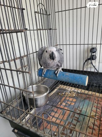 תמונת מודעה - חיות מחמד