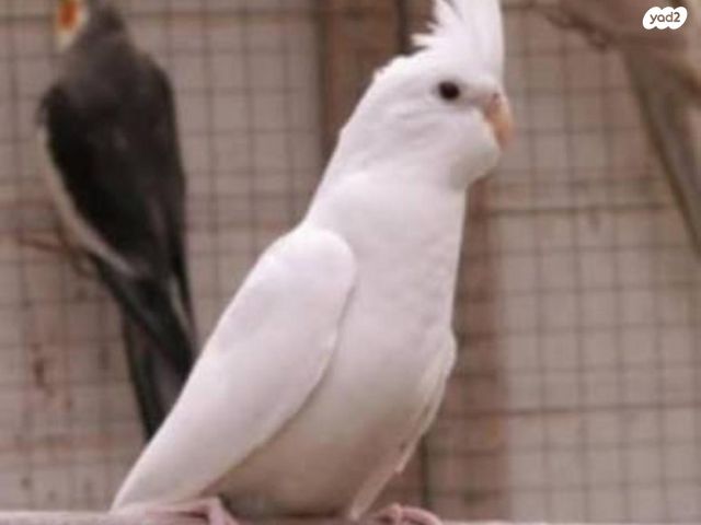 תמונת מודעה - חיות מחמד