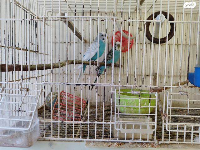 תמונת מודעה - חיות מחמד