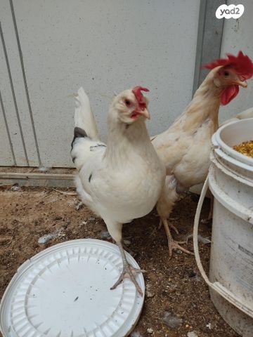 תמונת מודעה - חיות מחמד