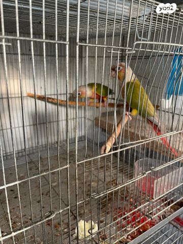 תמונת מודעה - חיות מחמד