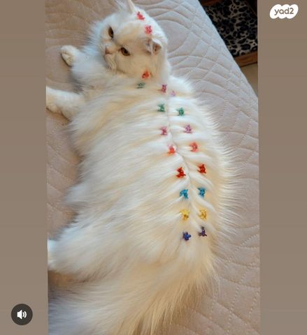 תמונת מודעה - חיות מחמד