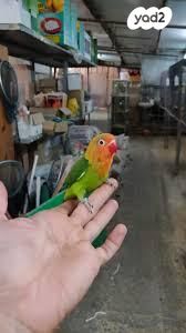 תמונת מודעה - חיות מחמד