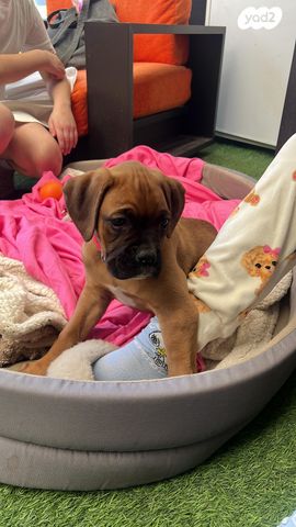 תמונת מודעה - חיות מחמד