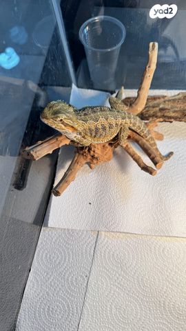 תמונת מודעה - חיות מחמד