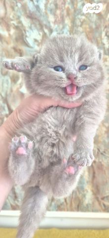 תמונת מודעה - חיות מחמד