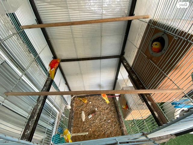 תמונת מודעה - חיות מחמד