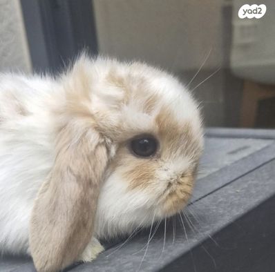 תמונת מודעה - חיות מחמד