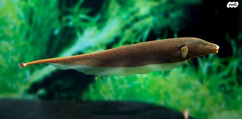 תמונת מודעה - חיות מחמד