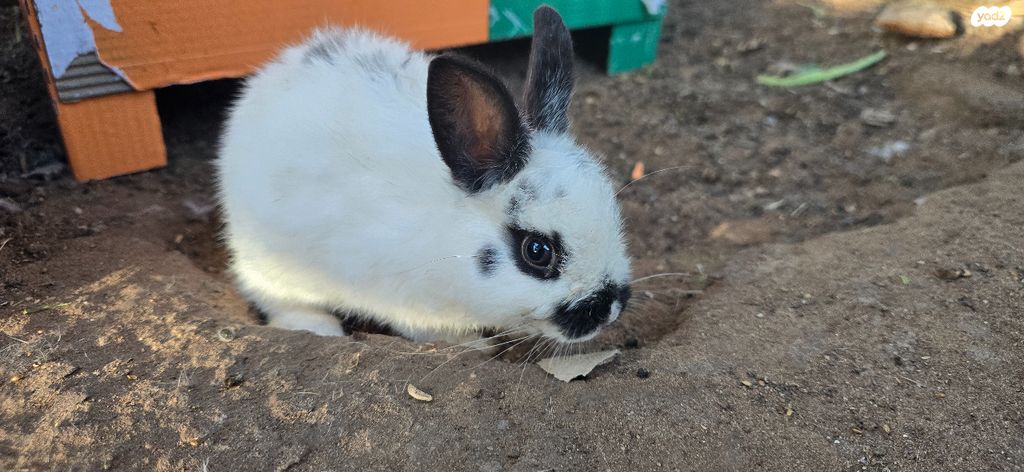 תמונת מודעה - חיות מחמד
