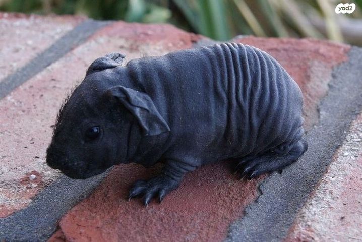 תמונת מודעה - חיות מחמד