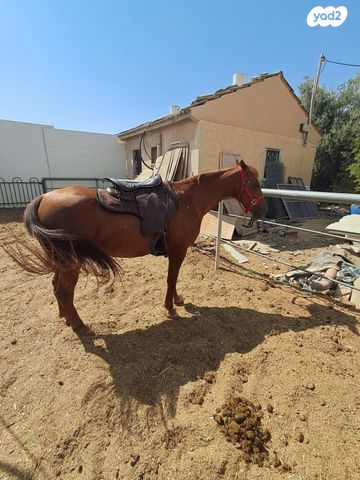 תמונת מודעה - חיות מחמד