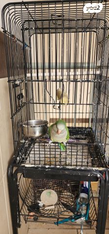 תמונת מודעה - חיות מחמד