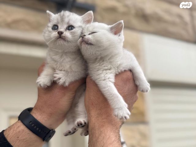 תמונת מודעה - חיות מחמד