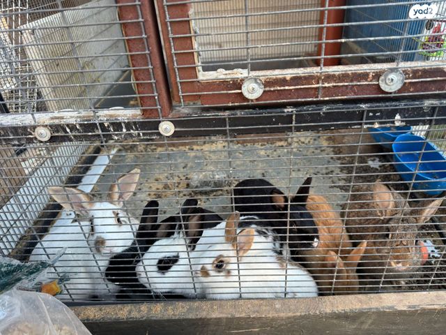 תמונת מודעה - חיות מחמד