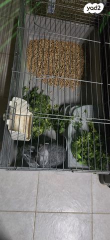 תמונת מודעה - חיות מחמד