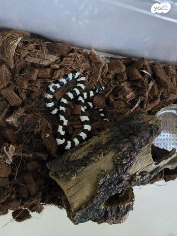 תמונת מודעה - חיות מחמד