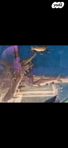 תמונת מודעה - חיות מחמד