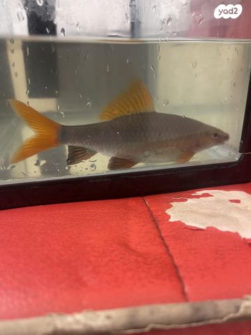 תמונת מודעה - חיות מחמד