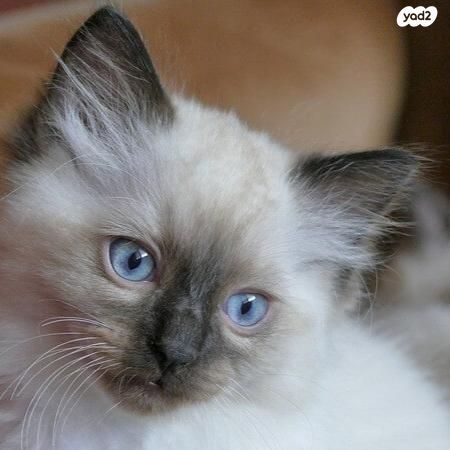 תמונת מודעה - חיות מחמד