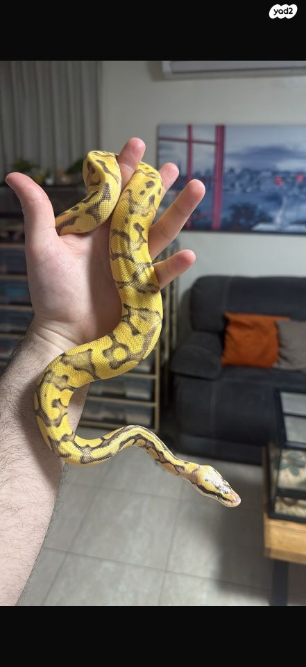 תמונת מודעה - חיות מחמד