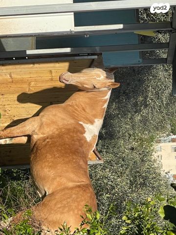 תמונת מודעה - חיות מחמד