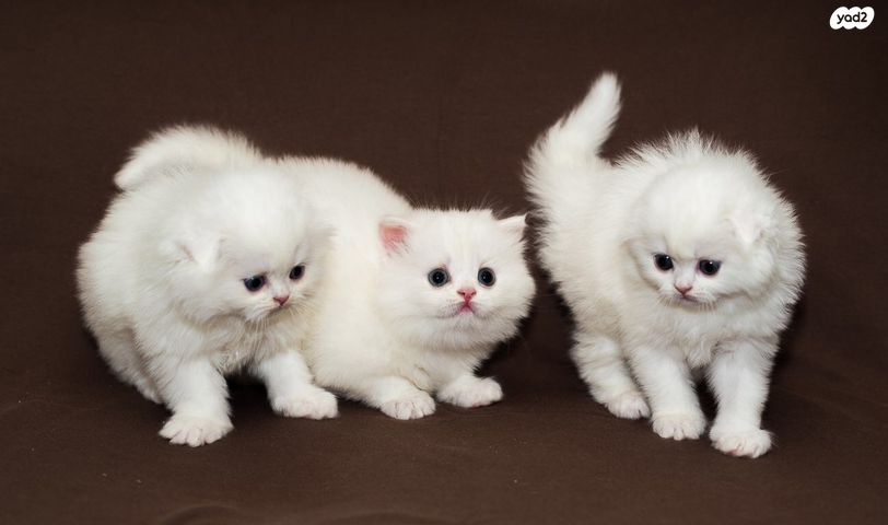 תמונת מודעה - חיות מחמד