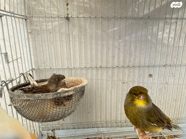 תמונת מודעה - חיות מחמד