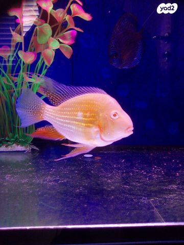 תמונת מודעה - חיות מחמד