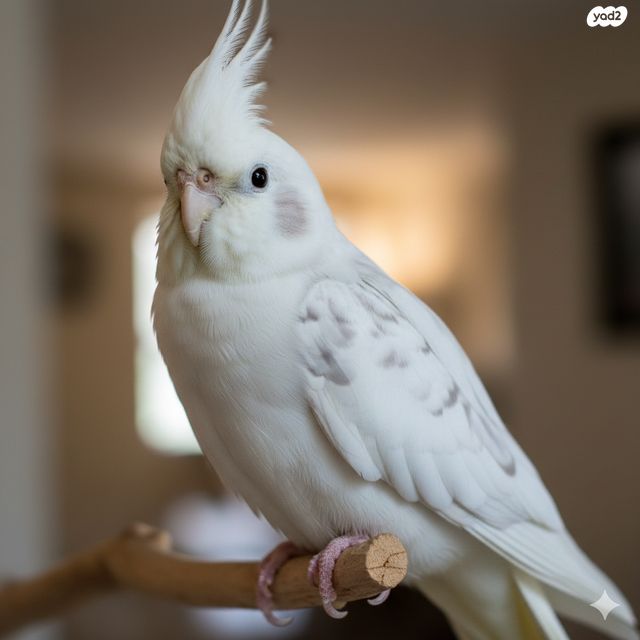 תמונת מודעה - חיות מחמד