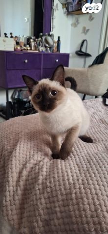 תמונת מודעה - חיות מחמד