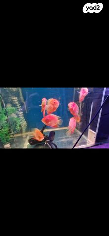 תמונת מודעה - חיות מחמד