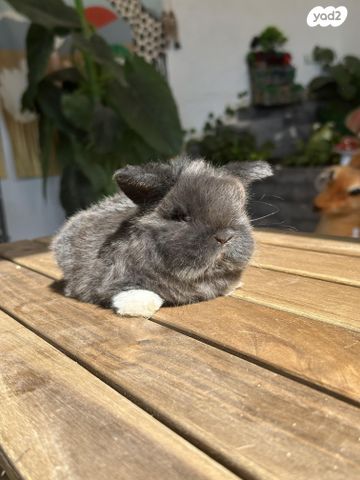 תמונת מודעה - חיות מחמד