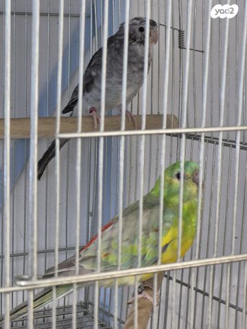 תמונת מודעה - חיות מחמד